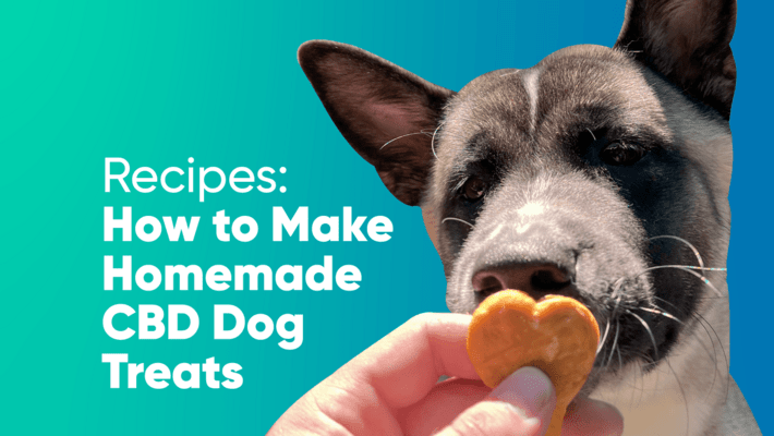 Recipes: How to Make Homemade CBD Dog Treats