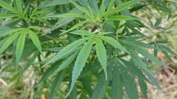 RECREATIONAL MARIJUANA ON 2016 FLORIDA BALLOT? PETITION NEEDS 683,000 SIGNATURES