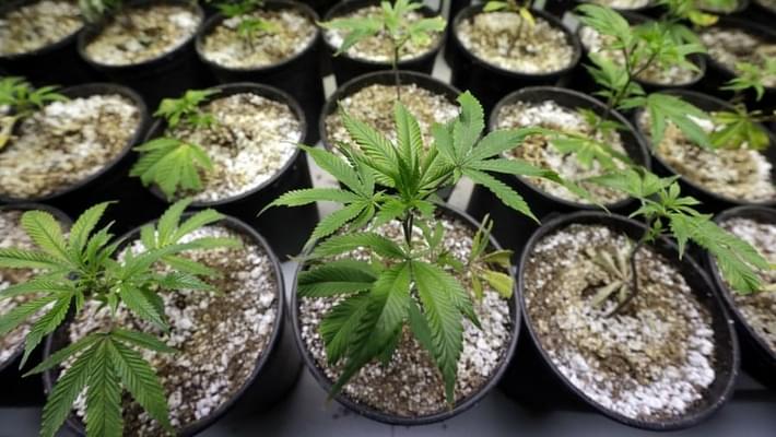 Recreational Marijuana Sales Begin In Oregon This Week