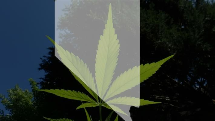 Recreational marijuana sales on track to begin July 1