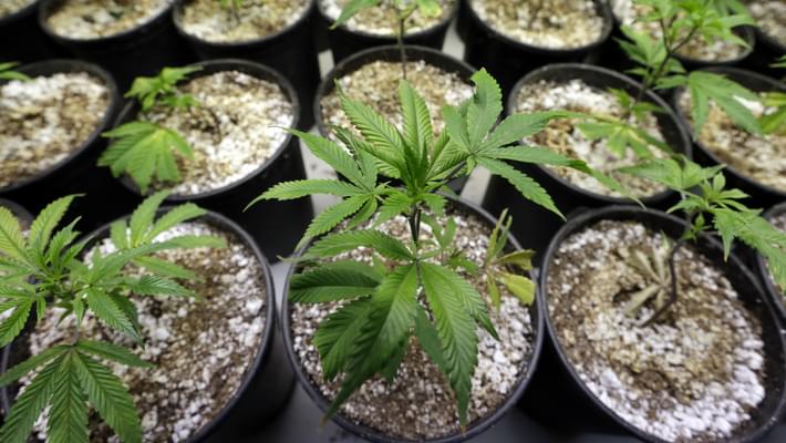 Rhode Island wants to â€œbeat Massachusetts to the punchâ€ on marijuana sales