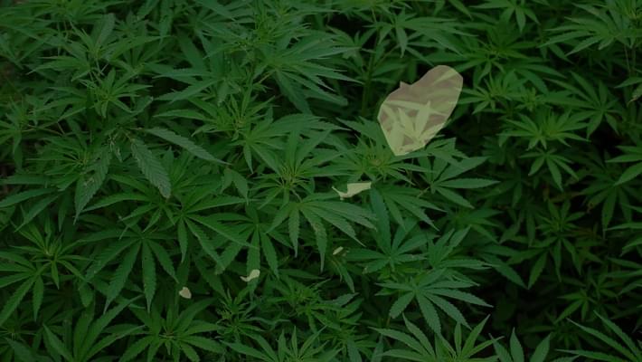 Saint Vincent Says 'No' to Recreational Marijuana, Will Explore Medical Industry