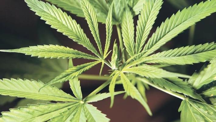 Salem medical marijuana dispensary to open Wednesday