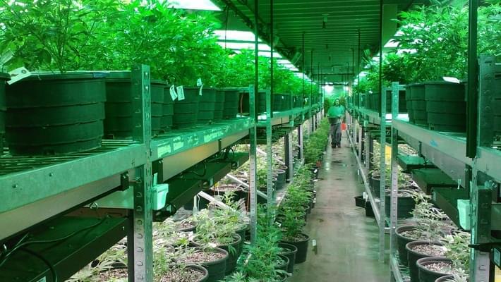 San Diego legalizes supply chain for marijuana operations