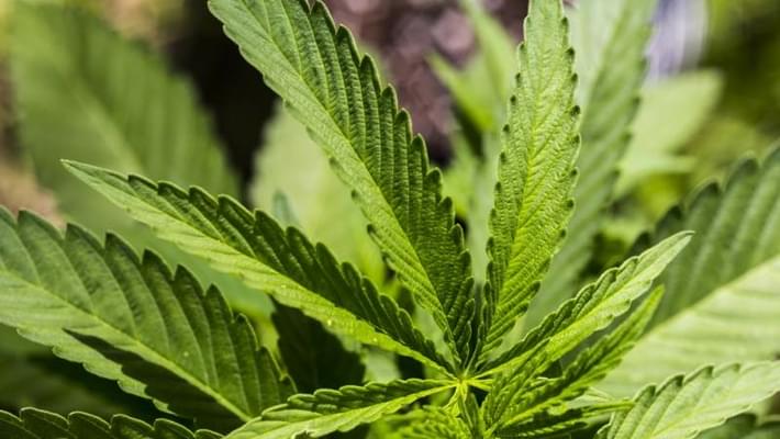 Santa Rosa approves marijuana farms in parts of city