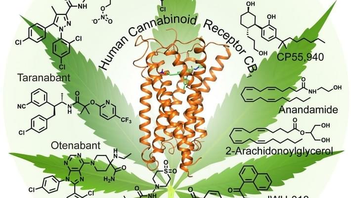 Scientists are unlocking the mystery of how marijuana makes us get high