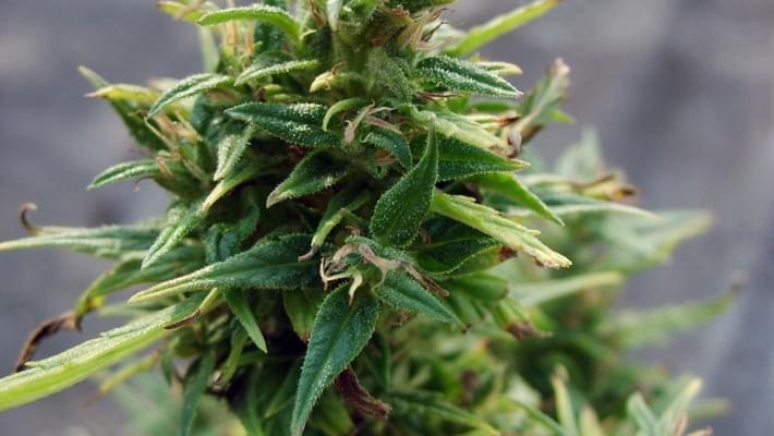 Seattle Moves To Dismiss Marijuana Misdemeanors