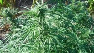 Second 2014 California Marijuana Legalization Initiative Filed