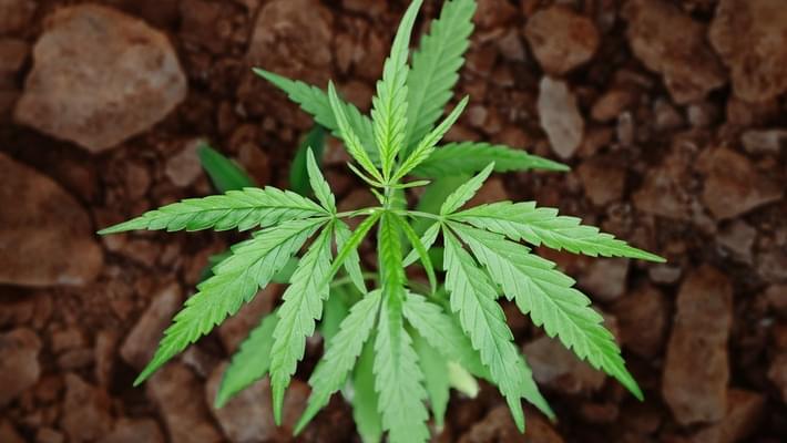 Second Maui Dispensary Approved to Acquire, Grow Marijuana
