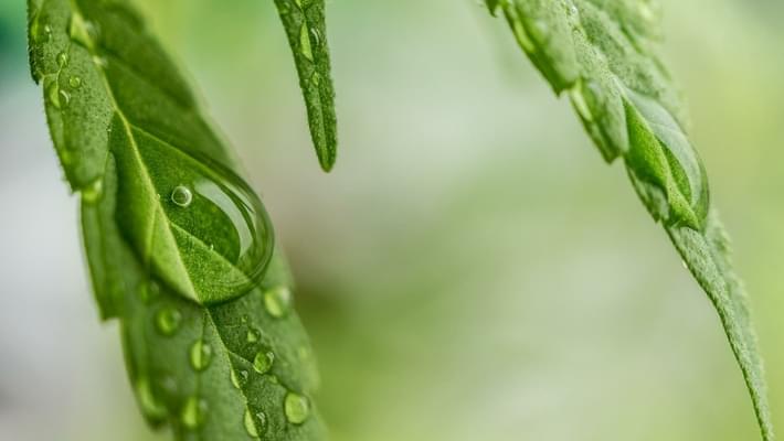 Some Canadian Universities Will Allow Marijuana On Campus