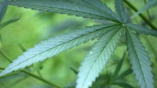 St. Pete takes steps towards marijuana civil citations