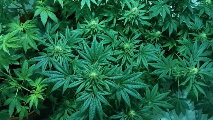 State Marijuana Legalization Measures Headed For Passage, Polls Show