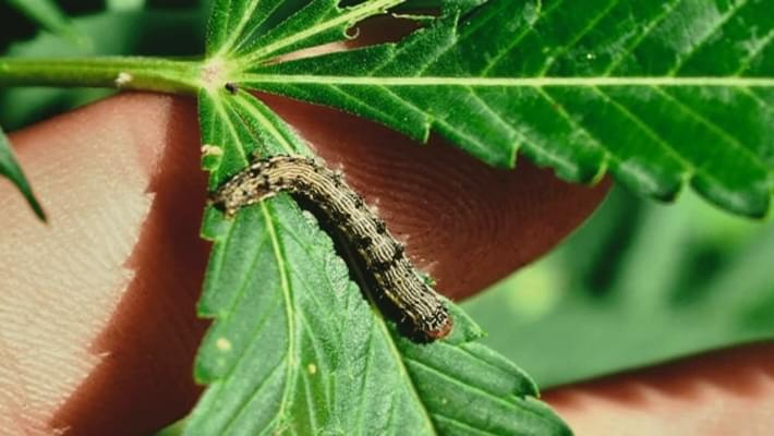 Stoney Critters: How to Deal with a Caterpillar Infestation on Cannabis Plants