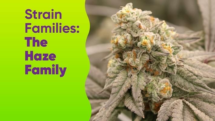 Strain Families: The Haze Family