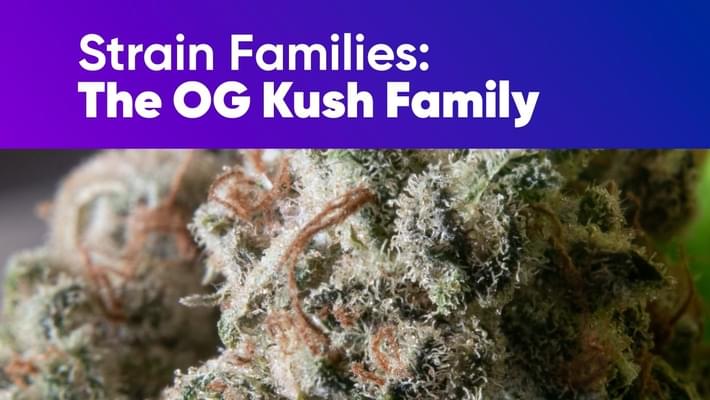 Strain Families: The OG Kush Family