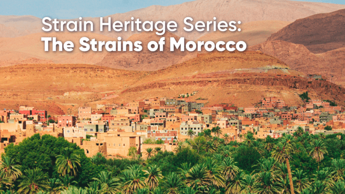 Strain Heritage Series: Landrace Strains of Morocco