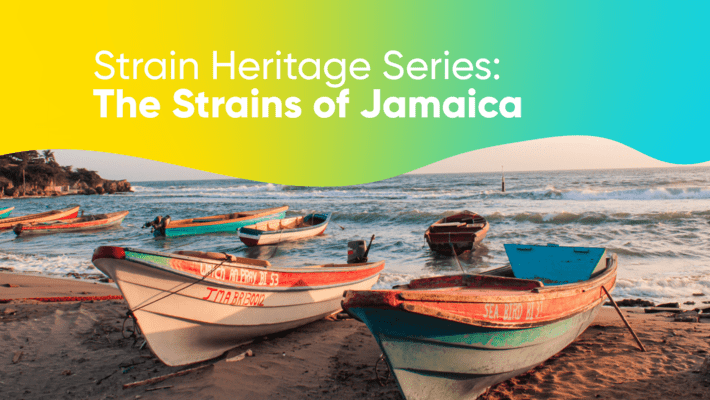  Strain Heritage Series: The Strains of Jamaica