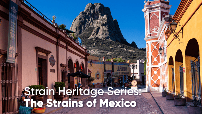 Strain Heritage Series: The Strains of Mexico