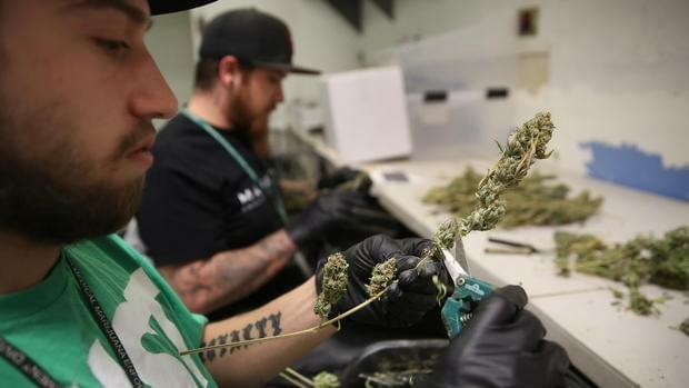 Study: Marijuana has $2.4 billion economic impact on state