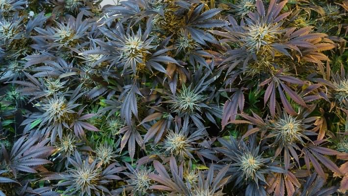 Tampa Will Finally Get Medical Marijuana