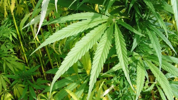 Teen marijuana use falls to 20-year low, defying legalization opponentsâ€™ predictions