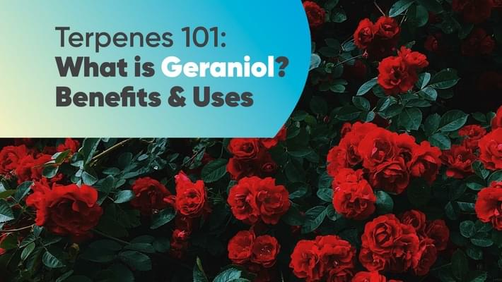 Terpenes 101: What is Geraniol? Benefits & Uses