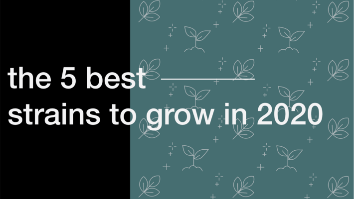  The 5 Best Strains to Grow in 2020