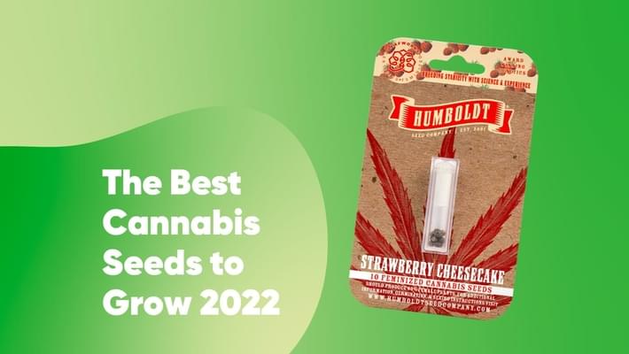 The Best Cannabis Seeds to Grow 2022