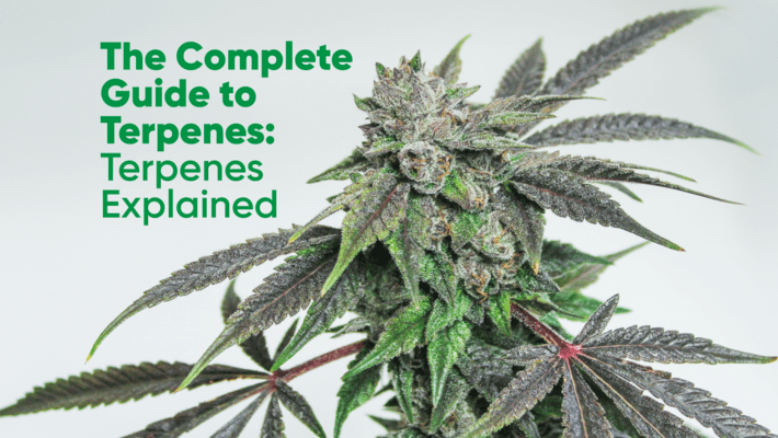 The Complete Guide to Terpenes: Terpenes Explained