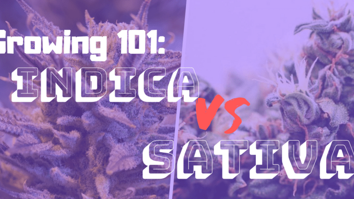 The Differences in Growing Sativa, Indica and Hybrid Strains