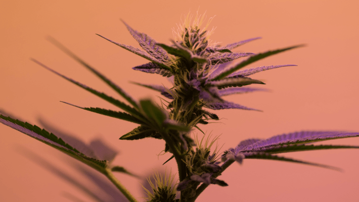 Top 6 Cannabis Growing Mistakes to Avoid