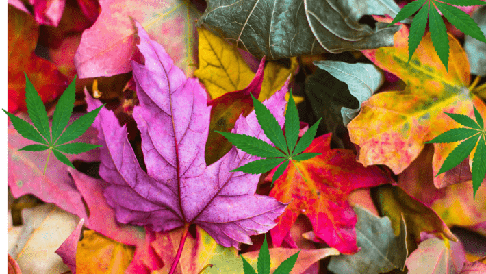 Top 6 Cannabis Strains to Smoke this Fall