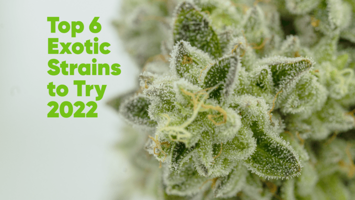 Top 6 Exotic Strains to Try 2022