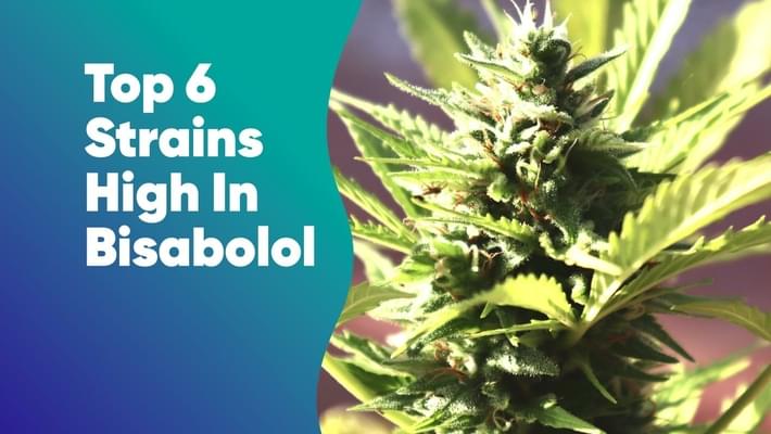 Top 6 Strains High In Bisabolol