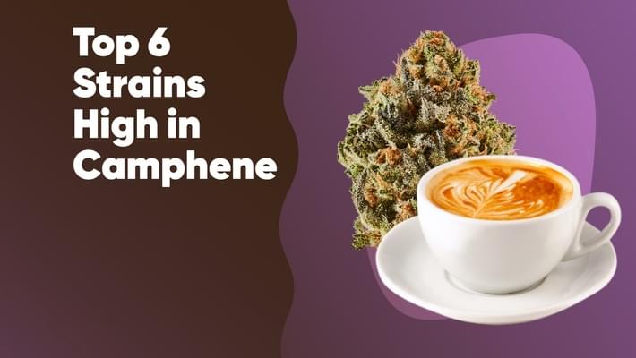 Top 6 Strains High in Camphene