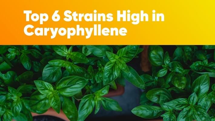 Top 6 Strains High in Caryophyllene