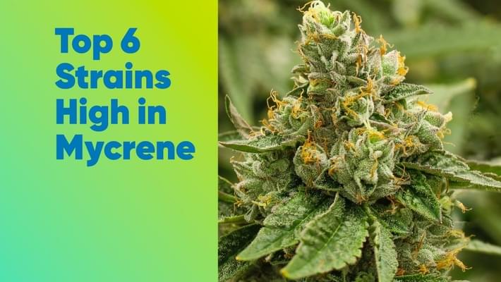 Top 6 Strains High in Myrcene