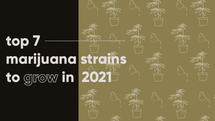 Top 7 Marijuana Strains to Grow in 2021
