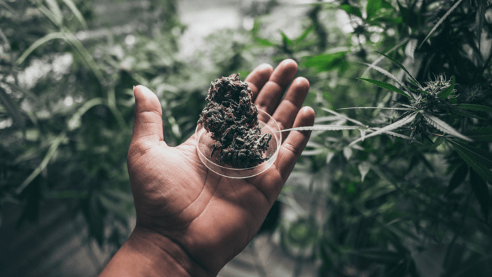 Top 7 Medical Cannabis Strains to Smoke Now