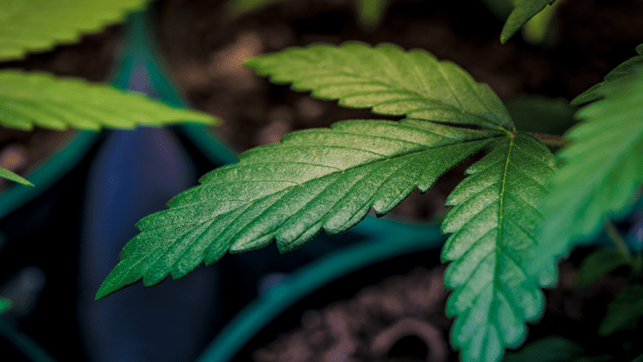 Top 8 Tools to Help You Grow Your Own Cannabis
