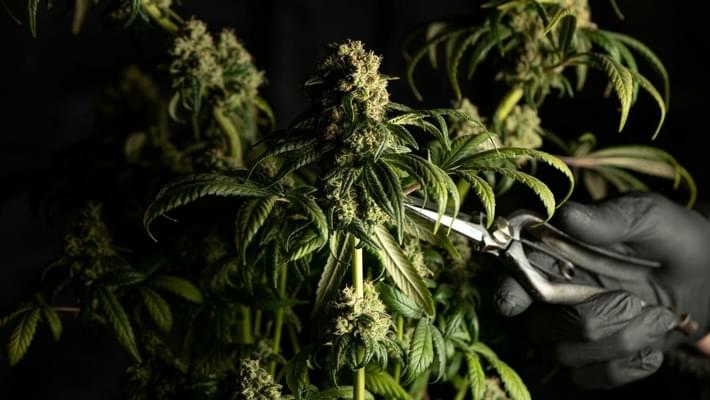 Top Five Transferrable Skills for a Career in Cannabis
