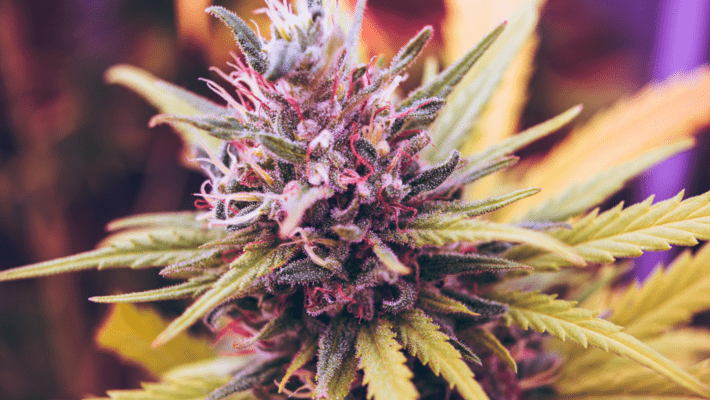 Top Six Best-Smelling Cannabis Strains