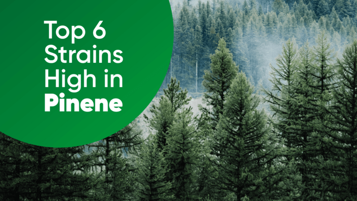 Top Six Strains in Pinene