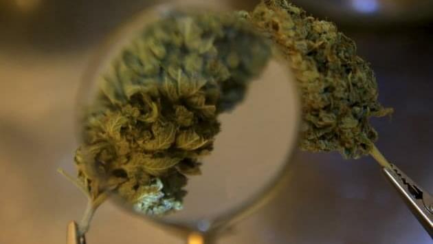 UK Recognizes Marijuana Extract As Medicine