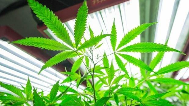 Unalaska set to ban commercial marijuana sales