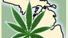 University of Michigan kicks off 2.2 million dollar Marijuana Research Study