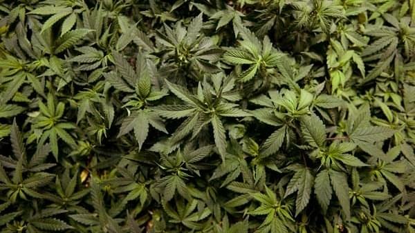 Uruguay Wants to Sell Marijuana to Its People - Use Tax Dollars for Drug Addiction Treatment & Rehabilitation