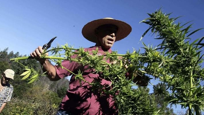 U.S. Says Legal Marijuana Growers Can't Use Federal Irrigation Water