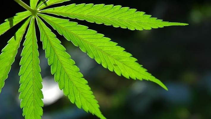 Utah House Passes Resolution to Lower Marijuana's Drug Class
