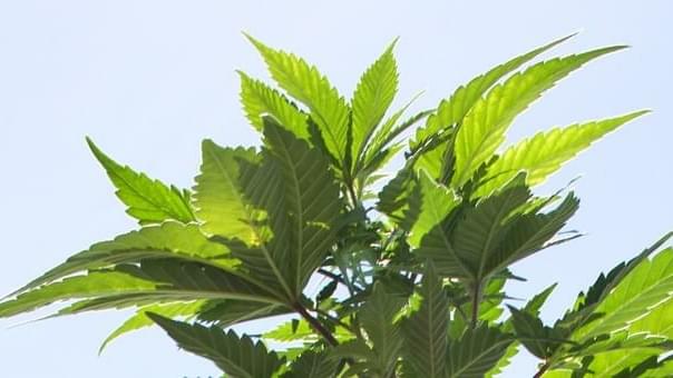 Utah Set To Become 22nd State To Legalize Medical Marijuana